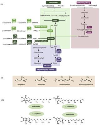 Genome-wide association study and <mark class="highlighted">genotypic variation</mark> for the major tocopherol content in rice grain